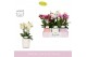 Phalaenopsis multiflora mix Boquetto Mix 3-5 spike in Molise Mix Aquo  