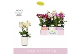 Phalaenopsis multiflora mix Boquetto Mix 3-5 spike in Molise Mix Aquo 