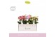 Phalaenopsis multiflora mix Boquetto Mix 3-5 spike in Molise Mix Aquo  