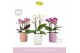 Phalaenopsis multiflora mix Boquetto Mix 3-5 spike in Molise Mix Aquo  