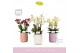 Phalaenopsis multiflora mix Boquetto Mix 3-5 spike in Molise Mix Aquo  
