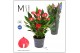 Anthurium andr. million flowers red Mimesis Anthurium KARMA Million -  