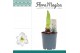 Hippeastrum Amaryllis Arctic White 1 Knop 1 tak/plnt 