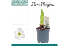 Hippeastrum Amaryllis Arctic White 1 Knop 1 tak/plnt