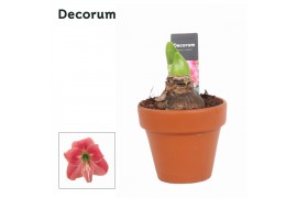 Hippeastrum Amaryllis Kolibri Amalfi 2 Knop Terracotta OP (Decorum) 2 