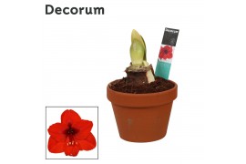 Hippeastrum Amaryllis Royal Red 2 Knop Terracotta Steen OP (Decorum) 2