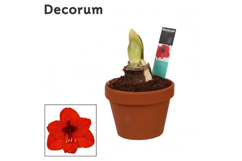 Hippeastrum Amaryllis Royal Red 2 Knop Terracotta Steen OP (Decorum) 2 Hippeastrum Amaryllis Royal Red 2 Knop Terracotta Steen OP (Decorum) 2