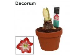 Hippeastrum Amaryllis Exotic Striped 2 Knop Terracotta Steen OP (Decor