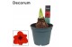 Hippeastrum Amaryllis Royal Red 2/3 Knop Bolmaat 36-40 (Decorum) 2 tak 
