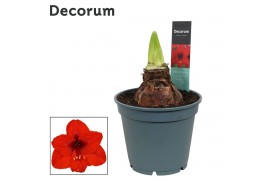 Hippeastrum Amaryllis Royal Red 2/3 Knop Bolmaat 36-40 (Decorum) 2 tak
