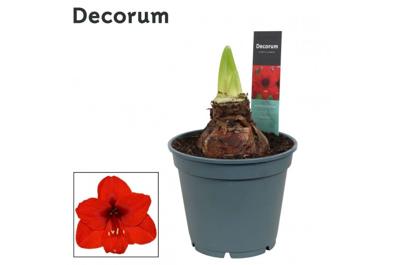 Hippeastrum Amaryllis Royal Red 2/3 Knop Bolmaat 36-40 (Decorum) 2 tak Hippeastrum Amaryllis Royal Red 2/3 Knop Bolmaat 36-40 (Decorum) 2 tak