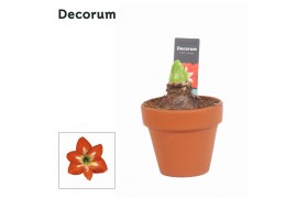 Hippeastrum Amaryllis Kolibri Christmas Star 2 Knop Terracotta OP (Dec