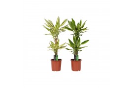 Dracaena fragr. mix 3 soorten Dracaena 2 color mix, 17 cm pot 2 pp