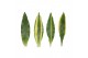 Dracaena fragr. mix 3 soorten Dracaena 2 color mix, 17 cm pot 2 pp 