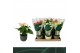 Anthurium andr. mix 4 kleuren Anthurium Mix 9cm Luxe Keramiek 3 bl. 