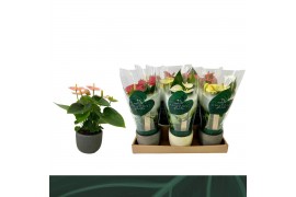 Anthurium andr. mix 4 kleuren Anthurium Mix 9cm Luxe Keramiek 3 bl.
