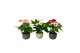 Anthurium andr. mix 4 kleuren Anthurium Mix 9cm Luxe Keramiek 3 bl. 