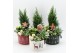 Arrangementen kerst XMAS-25024M Kerst creatie 4 pp 