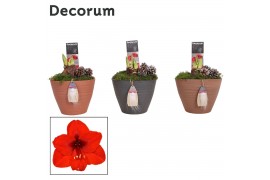 Hippeastrum Amaryllis Rood 2 Knop Kaja KERST (Decorum) 2 tak/plnt