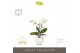 Phalaenopsis multiflora wit Optifriend Sandra 3 spike in Abruzzo White 