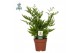 Pteris straminea Pteris straminea -Air So Pure 20 cm diameter 