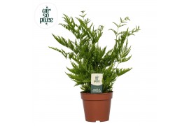 Pteris straminea Pteris straminea -Air So Pure 20 cm diameter