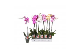 Phalaenopsis mix Phalaenopsis 5 color mix, 1-spike 9+/branched 9 bl. 1