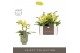 Phalaenopsis multiflora geel Optifriend Vayenne 2 spike in Emilia Gree 