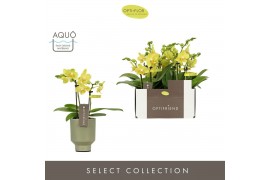 Phalaenopsis multiflora geel Optifriend Vayenne 2 spike in Emilia Gree