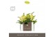 Phalaenopsis multiflora geel Optifriend Vayenne 2 spike in Emilia Gree 