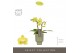 Phalaenopsis multiflora geel Optifriend Vayenne 2 spike in Emilia Gree 