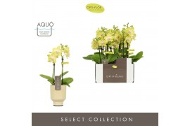 Phalaenopsis multiflora geel Optifriend Suzy 2 spike in Emilia Sand Aq
