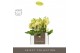 Phalaenopsis multiflora geel Optifriend Suzy 2 spike in Emilia Sand Aq 
