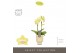 Phalaenopsis multiflora geel Optifriend Suzy 2 spike in Emilia Sand Aq 
