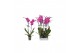 Phalaenopsis anthura johannesburg Phalaenopsis Johannesburg, 2-spike 1 