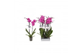 Phalaenopsis anthura johannesburg Phalaenopsis Johannesburg, 2-spike 1