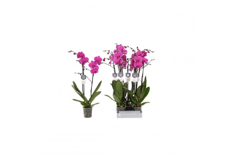 Phalaenopsis anthura johannesburg Phalaenopsis Johannesburg, 2-spike 1 