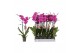 Phalaenopsis anthura johannesburg Phalaenopsis Johannesburg, 2-spike 1 