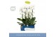 Phalaenopsis wit Fontano Wealth 2 spike in Molise White Aquo 18 bl. 2  