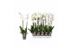 Phalaenopsis wit Phalaenopsis Star White, 2-spike 12+ 12 bl. 2 tak/pln 