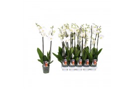 Phalaenopsis wit Phalaenopsis Star White, 2-spike 12+ 12 bl. 2 tak/pln