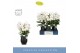 Phalaenopsis wit Fontano Bellagio 5 spike in Abruzzo Black Aquo 40 bl. 