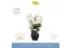 Phalaenopsis wit Fontano Bellagio 5 spike in Abruzzo Black Aquo 40 bl. 