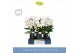 Phalaenopsis wit Fontano Bellagio 5 spike in Abruzzo Black Aquo 40 bl. 