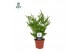 Pteris straminea Pteris straminea - Air So Pure 