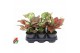 Aglaonema Aglaonema Red Valentine 2 pp 