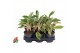 Aglaonema Aglaonema Siam Pink 2 pp 