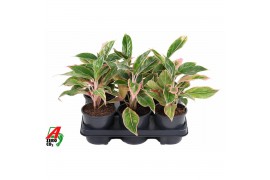 Aglaonema Aglaonema Siam Pink 2 pp