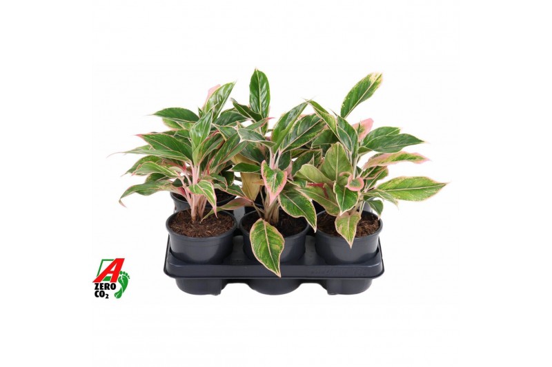 Aglaonema Aglaonema Siam Pink 2 pp 