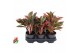 Aglaonema Aglaonema Siam Red 2 pp 